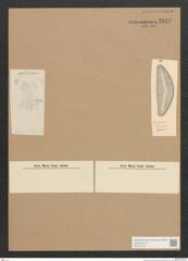 Diatomeae indet. Zeichnungen Sammlung Grunow Nr. 2849 (NHMW-BOT-W0370172)